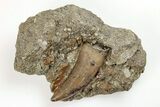Serrated Tyrannosaur Tooth in Situ - Judith River Formation #200259-2